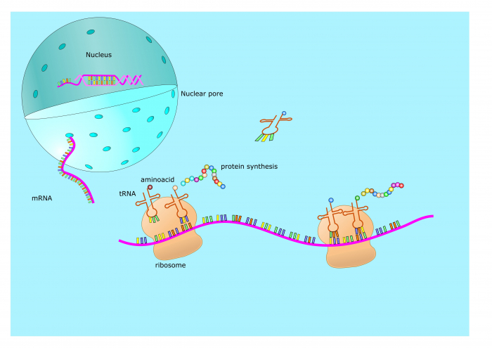 protein synthesis